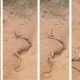 snake mating in koppala