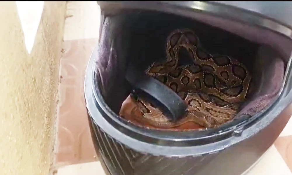 Snake inside helmets shoes cots in Mysore homes Snake Rescue updates
