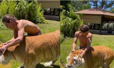 massage to tiger
