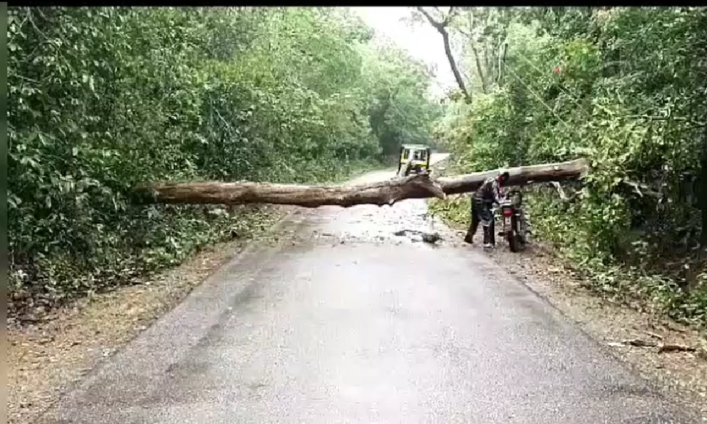 Heavy Rain Effected Tree fall in karwar