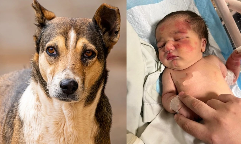 stray dog saves newborn baby