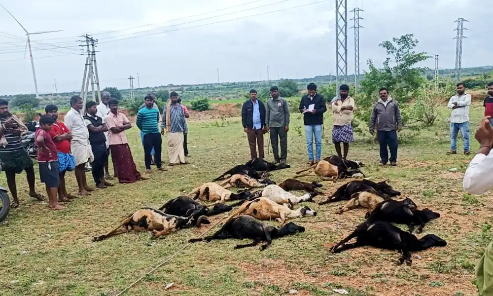 17 sheep died due to electric shock in Kudligi