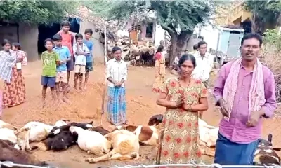 19 sheep died due to electric shock in Srirangpura village