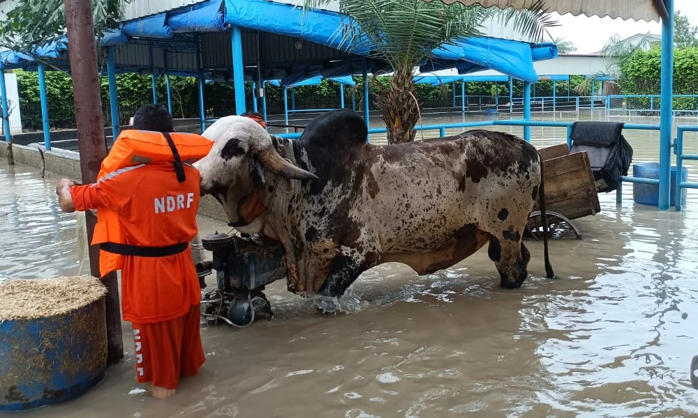 NDRF Rescues 3 Bulls