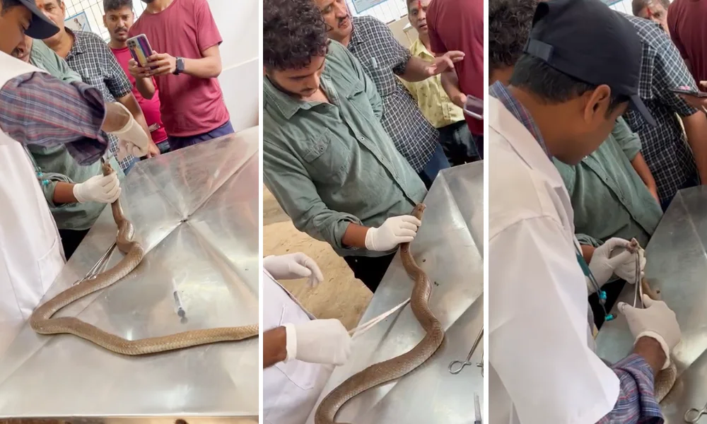 Cancer surgery for cobra in Dharawad