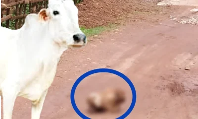 Cow head found on Sirsi Hegdekatta road