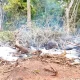 Destruction of forest in Haralige village of Soraba