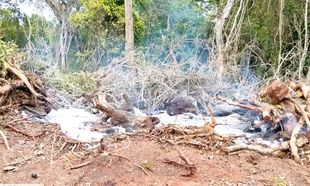 Destruction of forest in Haralige village of Soraba