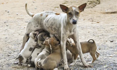 Dog and Puppies