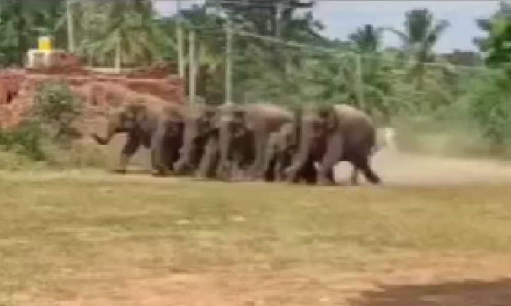 Elephant attack in mandya