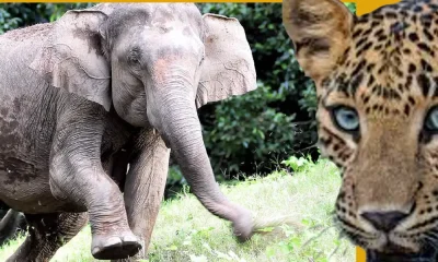 Elephant leopard