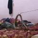 Snake in bed at Mysore
