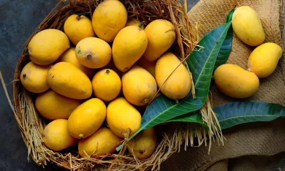 History of the Mango