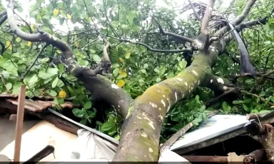 House garden damaged due to wind rain storm in Siddapur