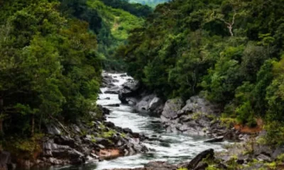 Iamge Of Beautiful Forests In karnataka