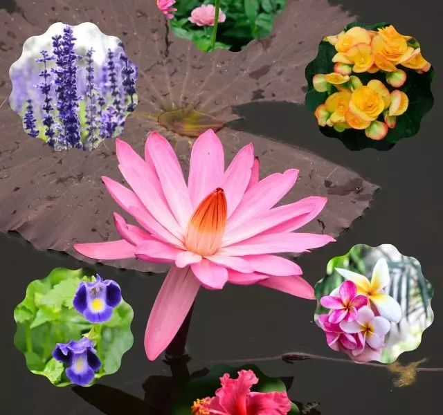 Images Of Monsoon Flowers