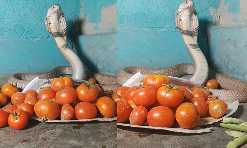 King Cobra with Tomato