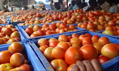 Kolara Tomato