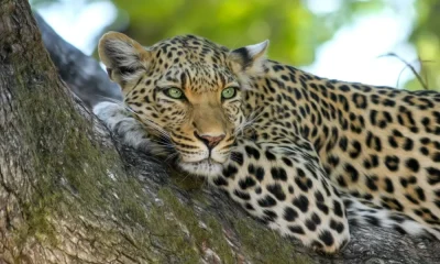 Leopard in challakere kudapura region chitradurga