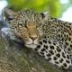 Leopard in challakere kudapura region chitradurga