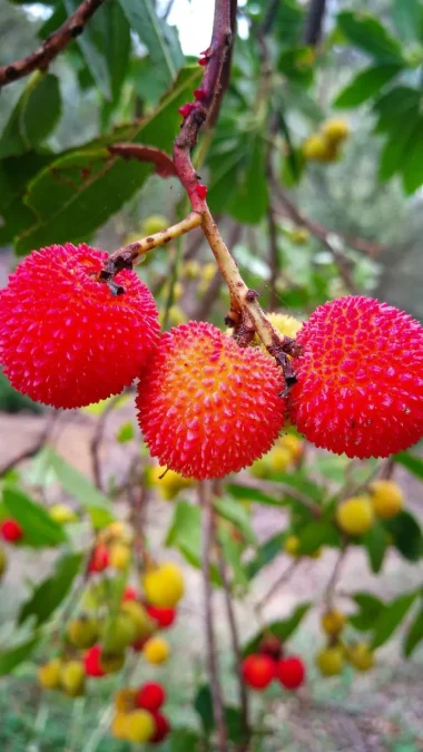 Litchi Monsoon Fruits