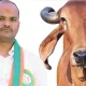 MLA stops sharanu salagar cow slaughter in Basavakalyan