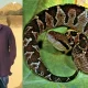 Man And a Viper Snake