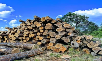 Man Who Cut Trees has to pay huge fine