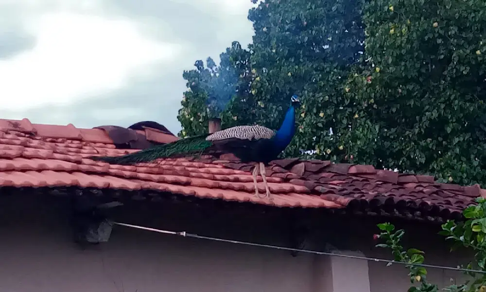 Peacock at the top of house