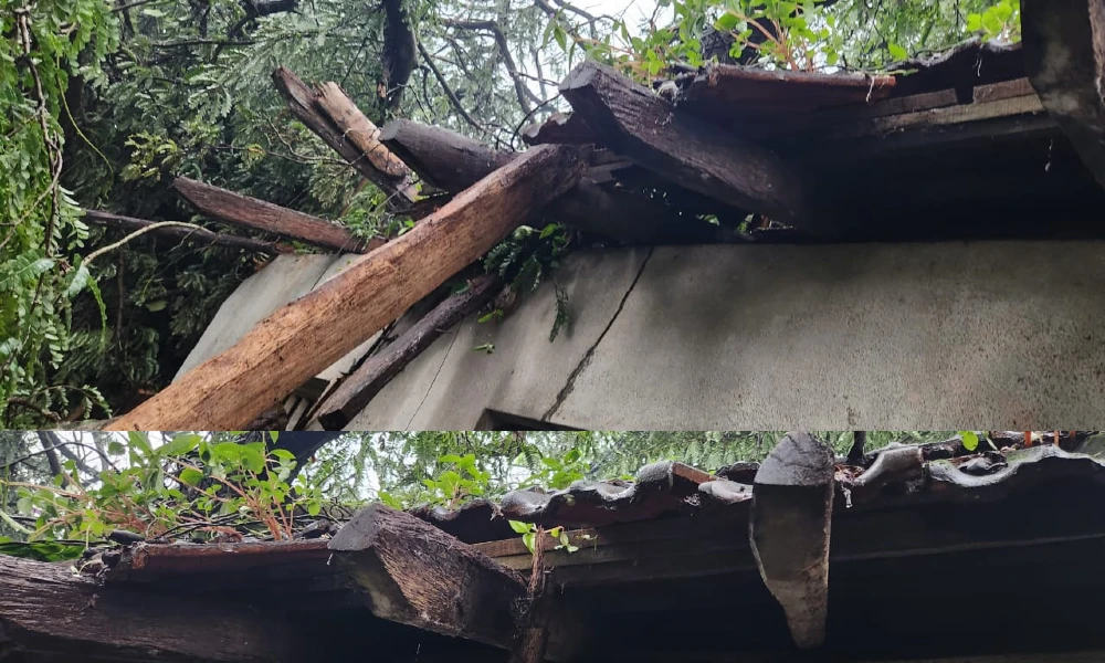 Rain Effect in karnataka tree fall