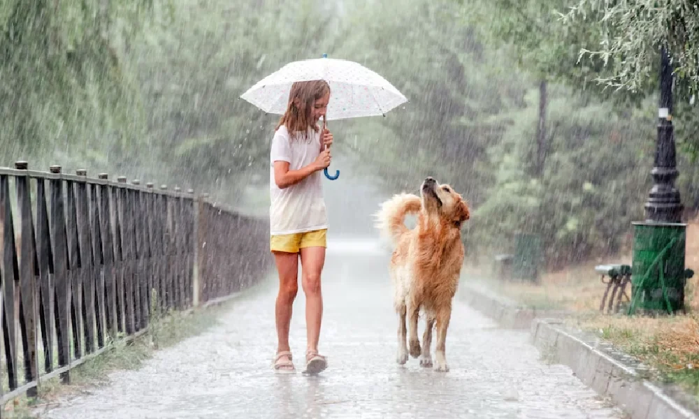 Rain with girl and Dog