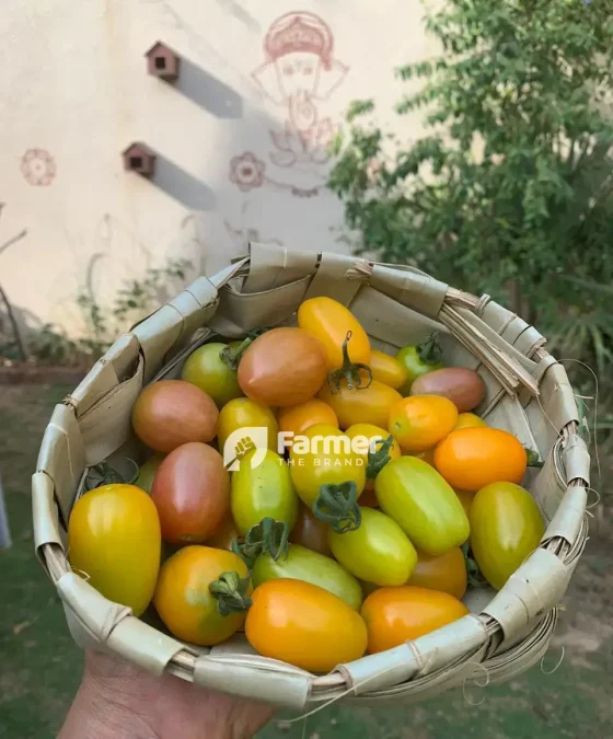 Fruits foun in garderns  Vivek and Brinda