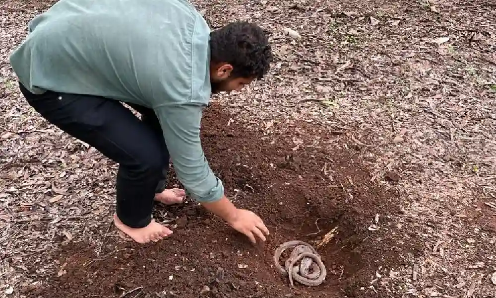 cobra dies in Dharawad and Funeral