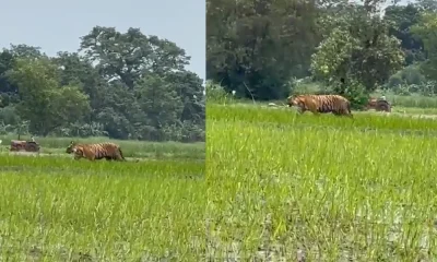 Tiger In Field