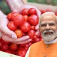 Tomato Challenge By Central Government