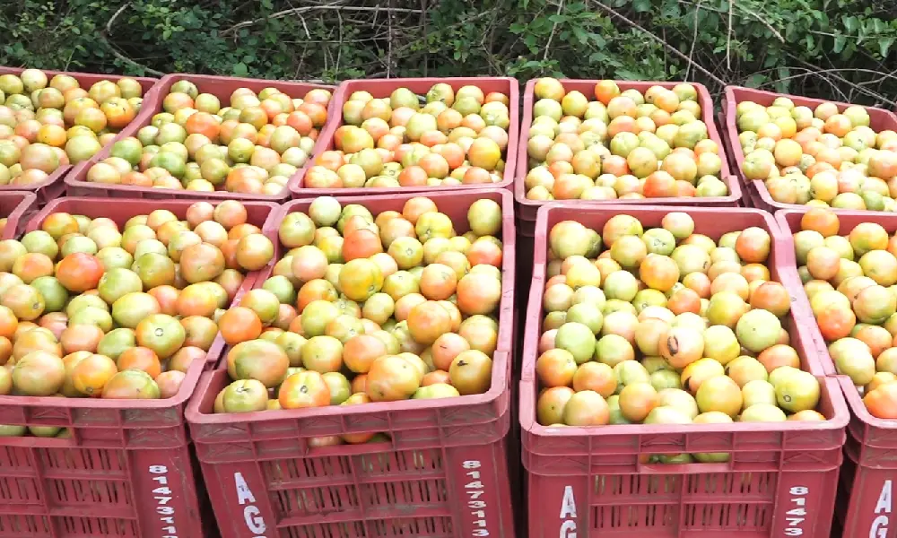 tomato box in Chitradurga and farmer earns income 