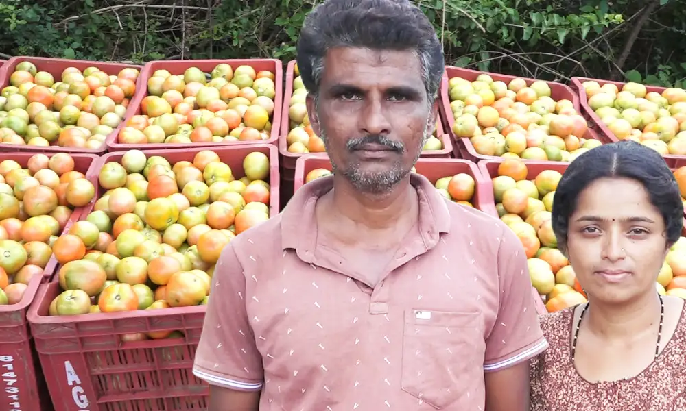 Chitradurga farmer earns income from tomato