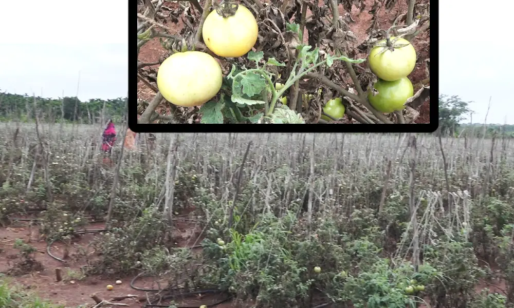 tomato box in Chitradurga and farmer earns income