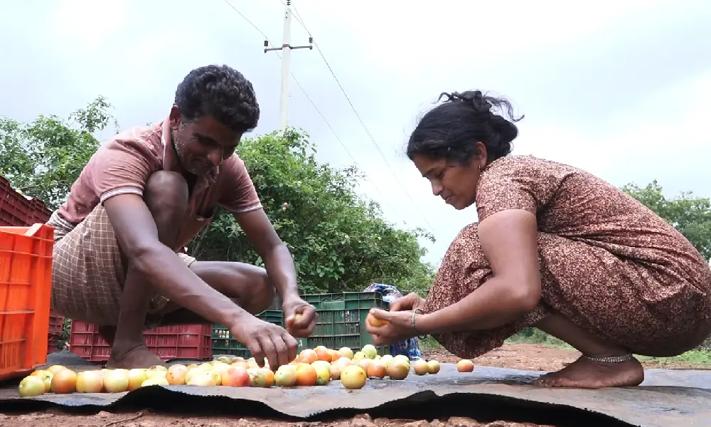 tomato box in Chitradurga and farmer earns income