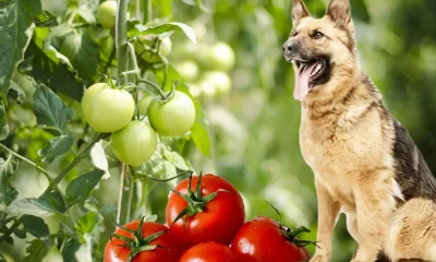 Tomatto and Dog squads