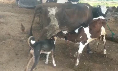 Video Viral A cow that breastfeeds a dog with a calf in vijayanagar