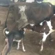 Video Viral A cow that breastfeeds a dog with a calf in vijayanagar
