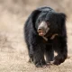 bear attacked to former