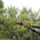 Tree uprooted in Khanapur