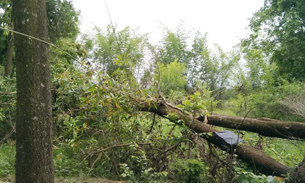 Tree uprooted in Khanapur