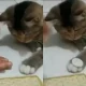 coin trick of cat