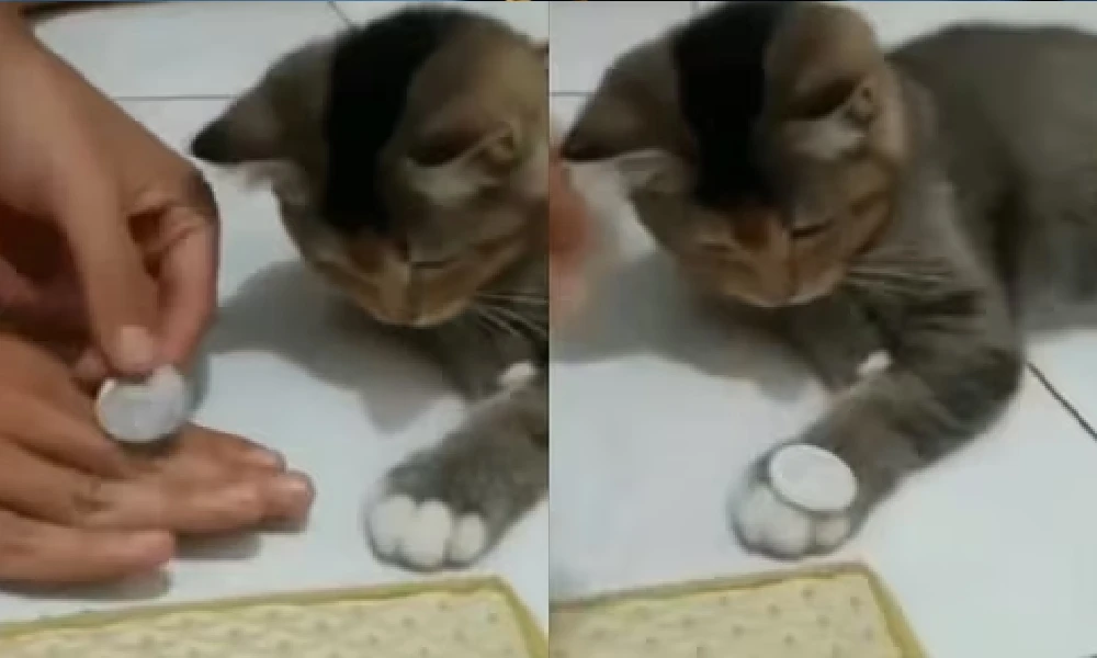 coin trick of cat