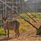 cheetahs in kuno national park