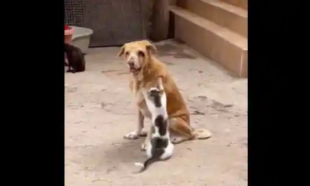 dog and cat video