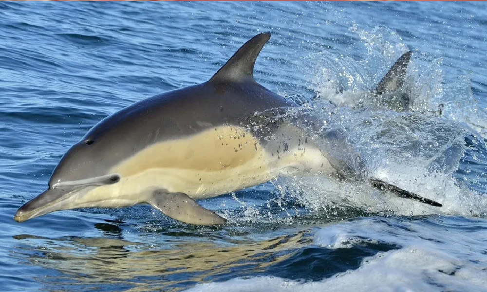 Dolphin Catched